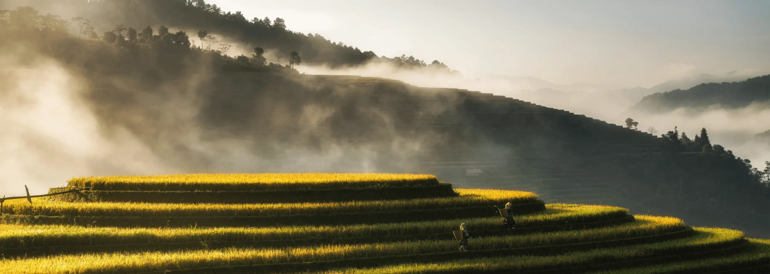 Methane Avoidance in Rice Fields